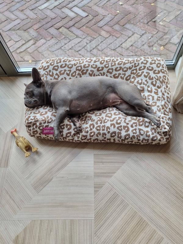 Guusje