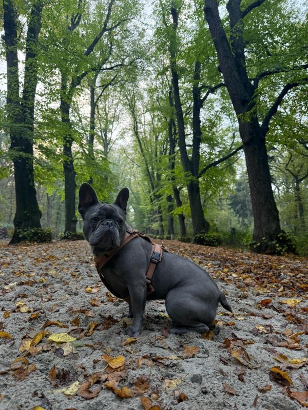 Guusje