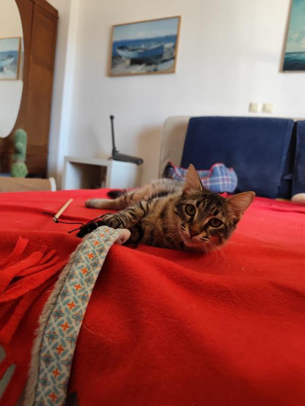 Cleo