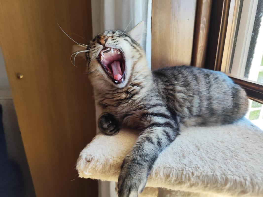 Cleo