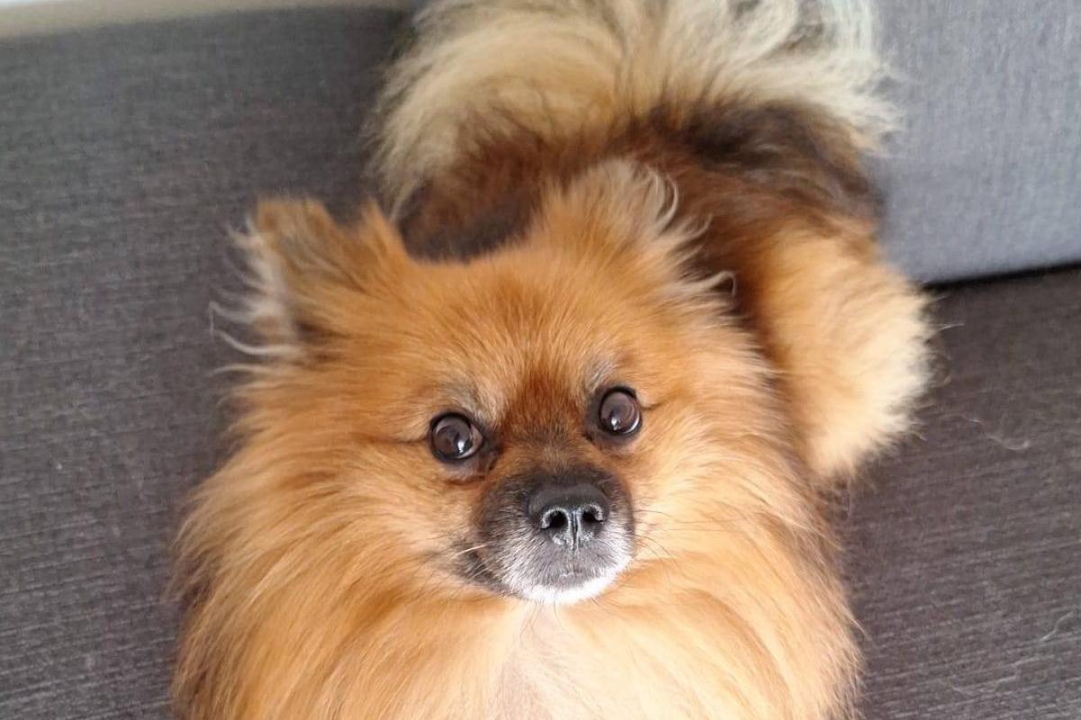 Milo