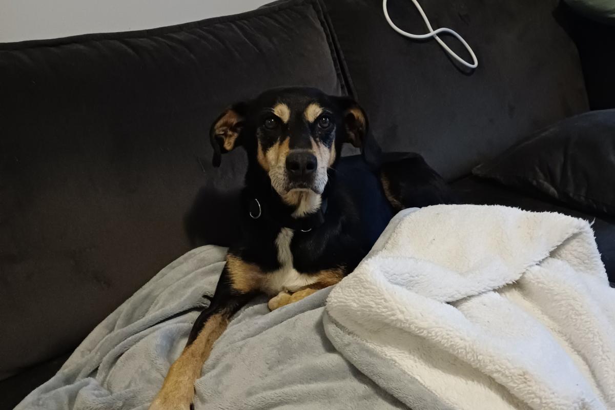 Roko