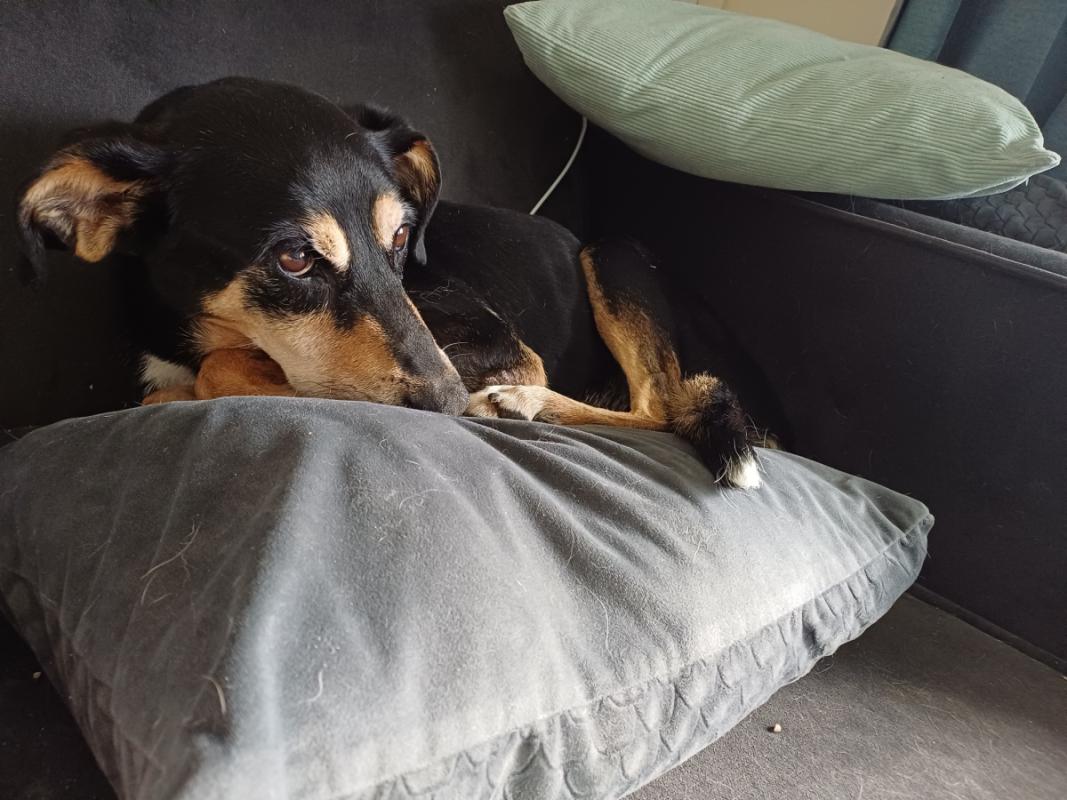 Roko