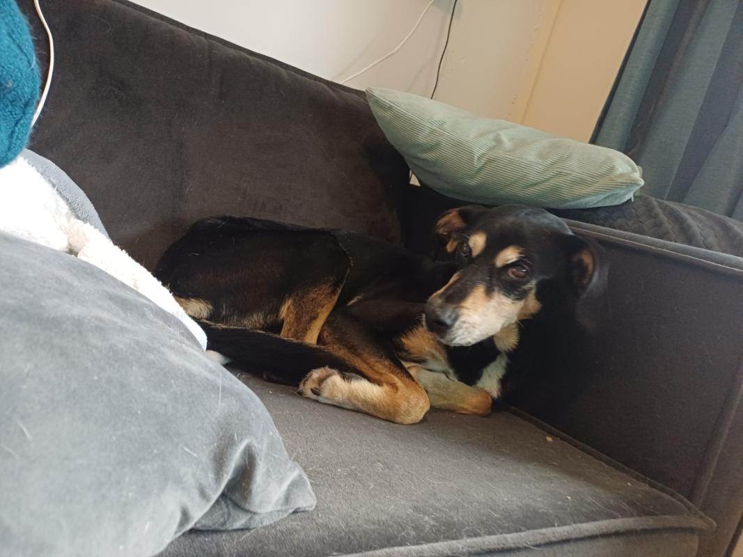 Roko