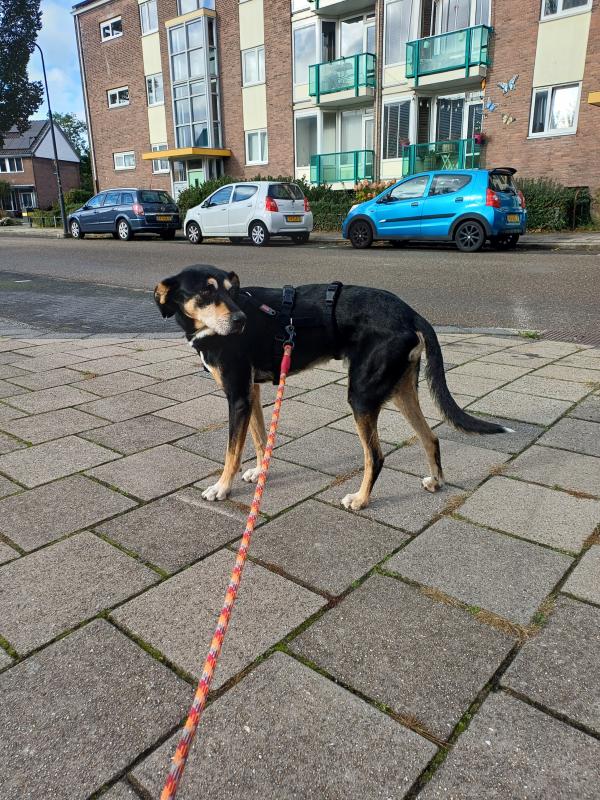 Roko