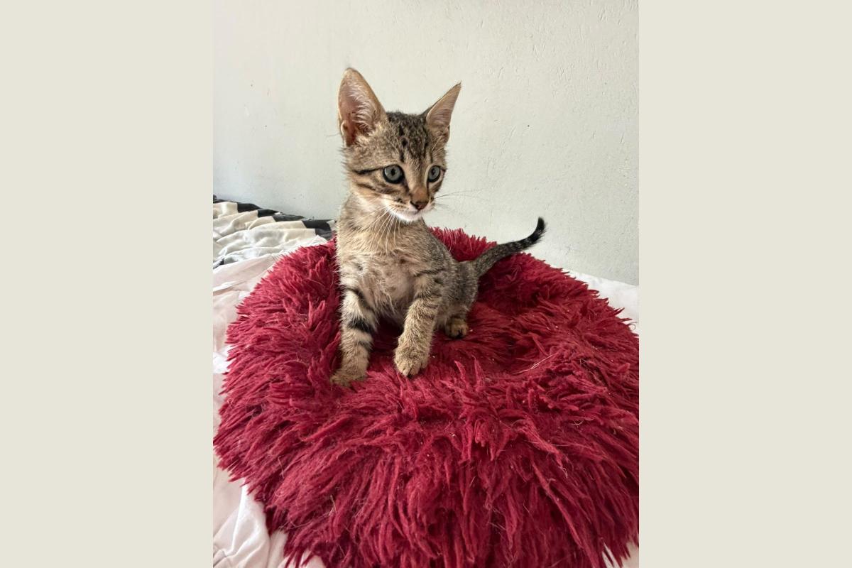 Gigi (L)