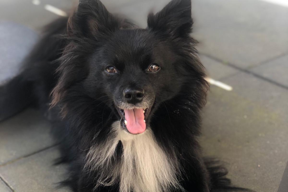 Mylo