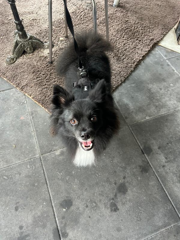 Mylo