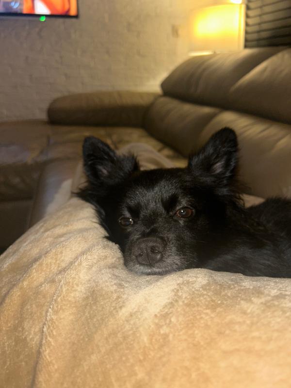 Mylo