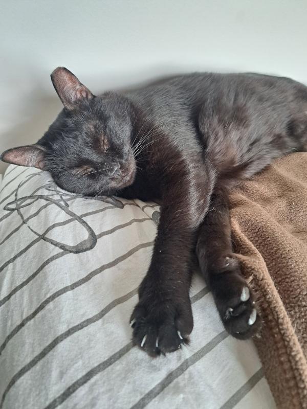 Jasper