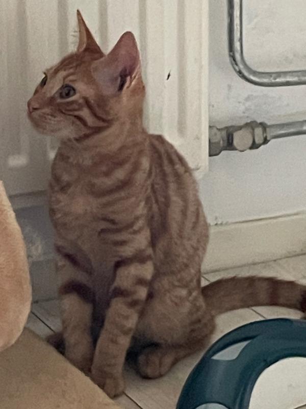 Marco