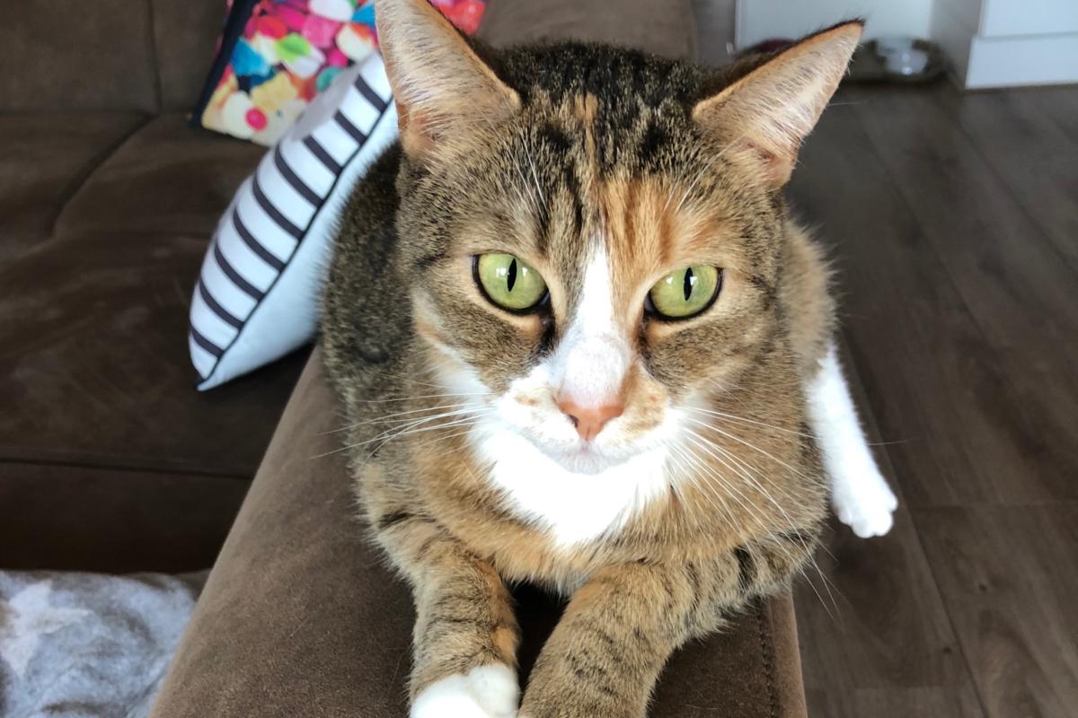 Mika