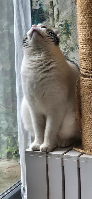 Keessie
