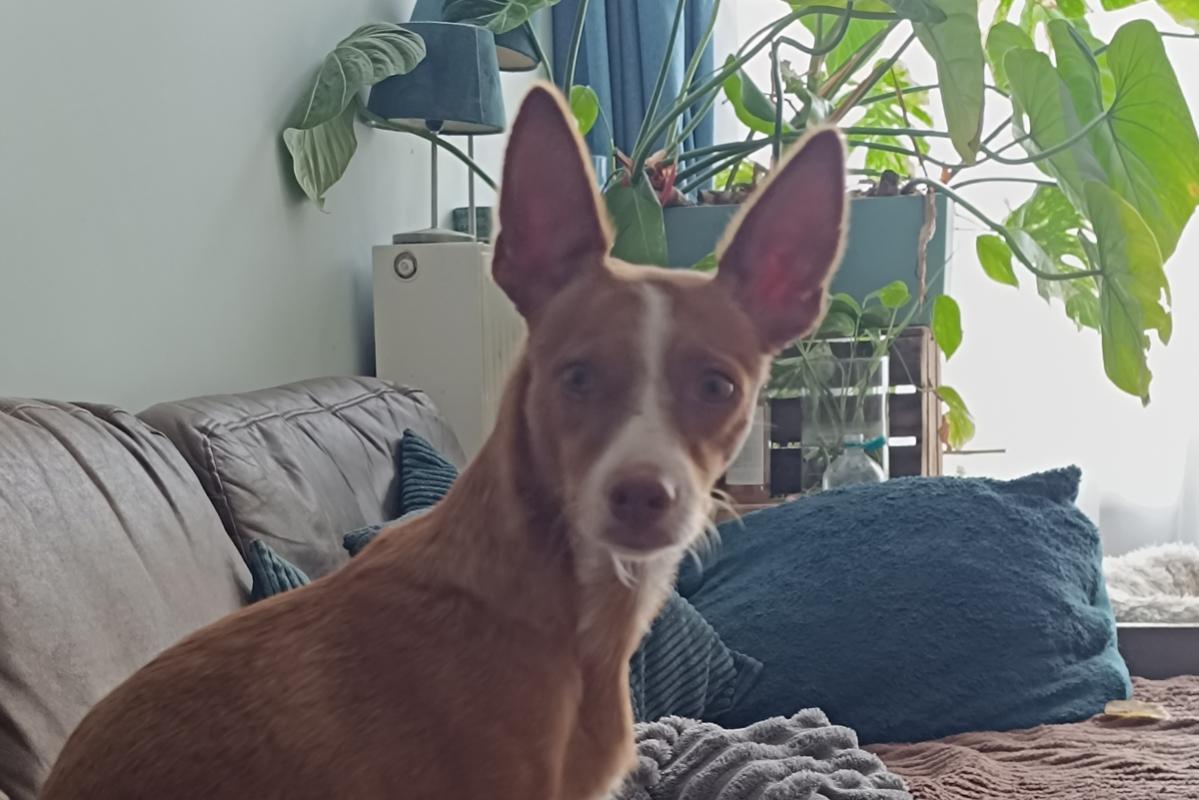 Nova