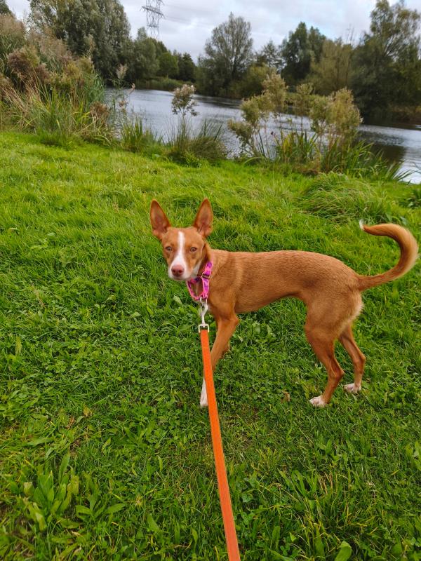 Nova