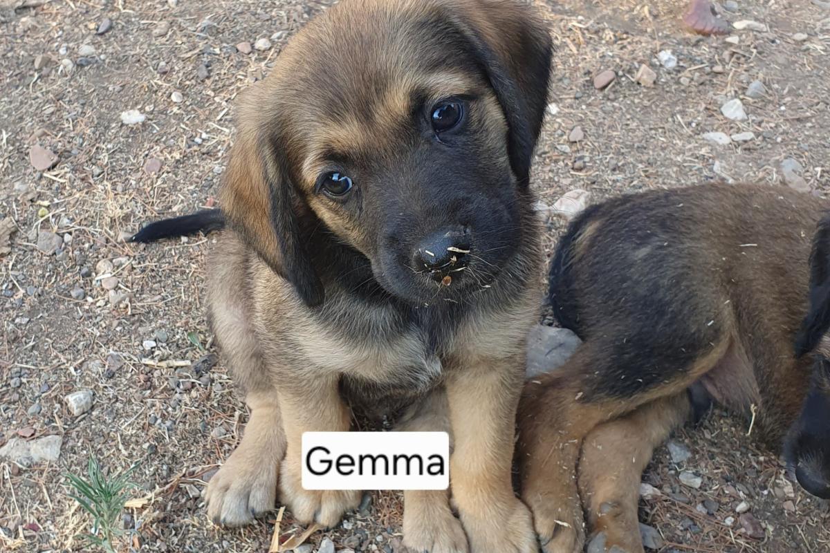 Gemma