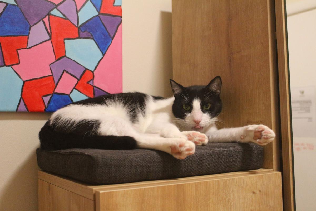 Mr Tibbs