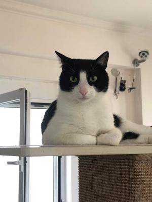 Mr Tibbs