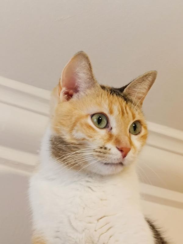 Daisy