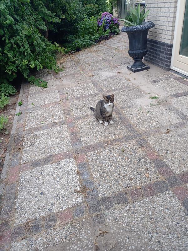 Rocky