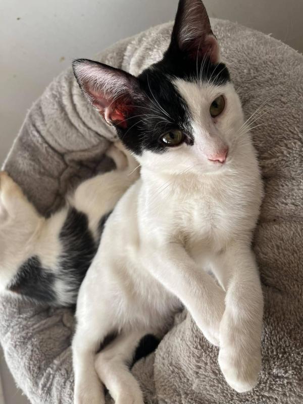 Simon