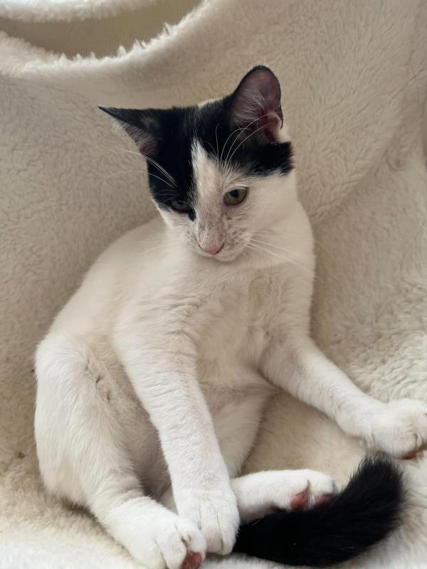 Simon