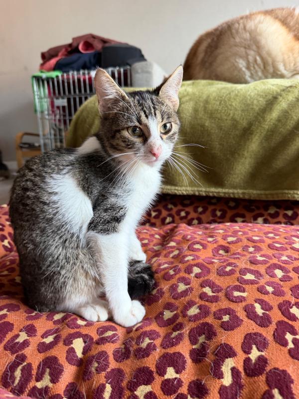 Finn