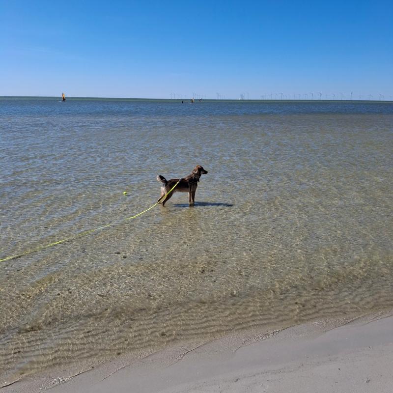 Duco
