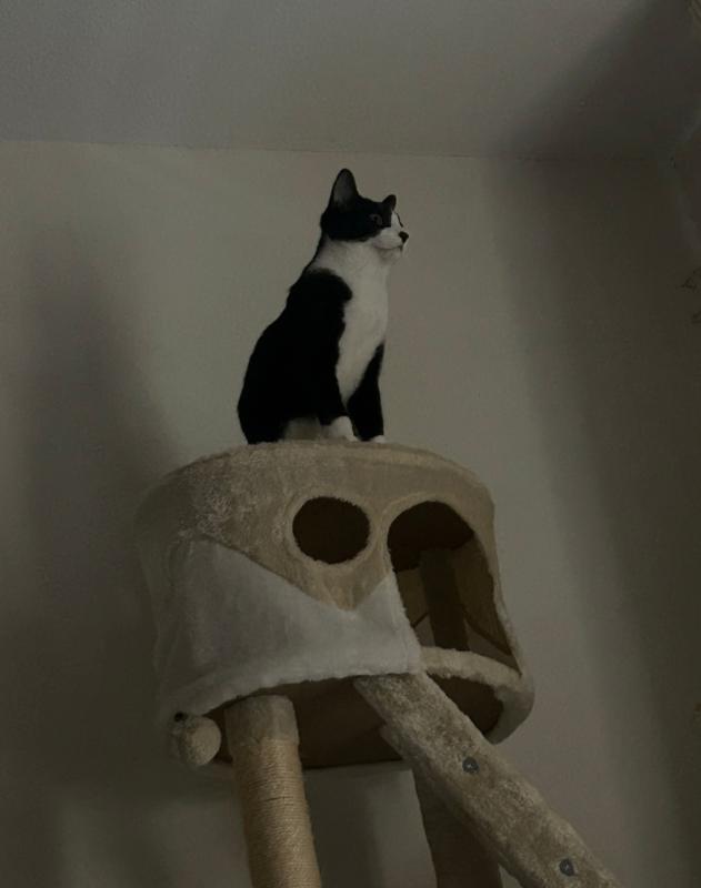 Benji
