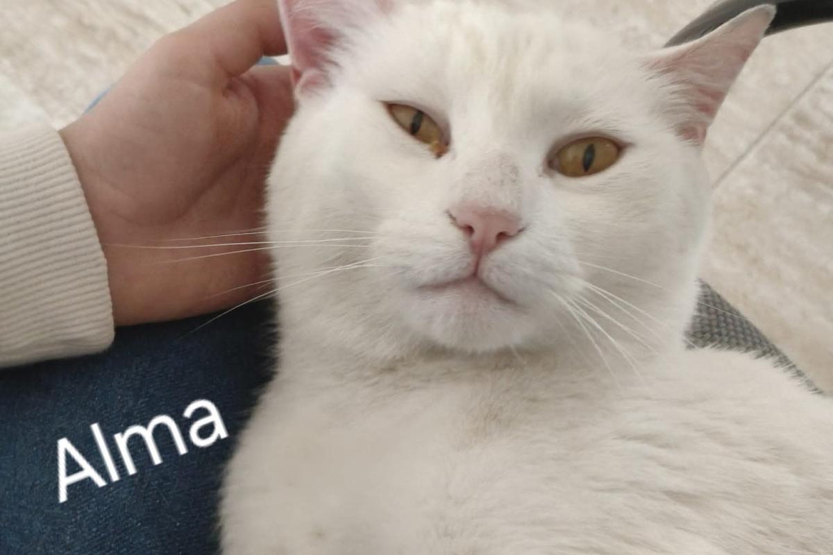 Alma