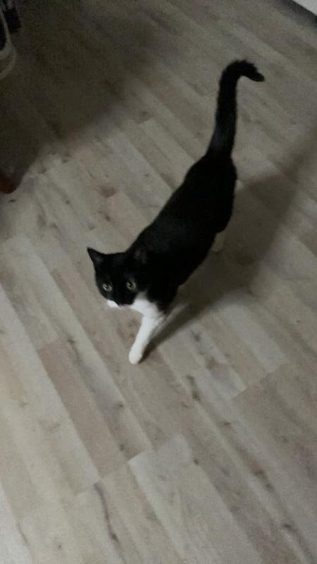 Kitty