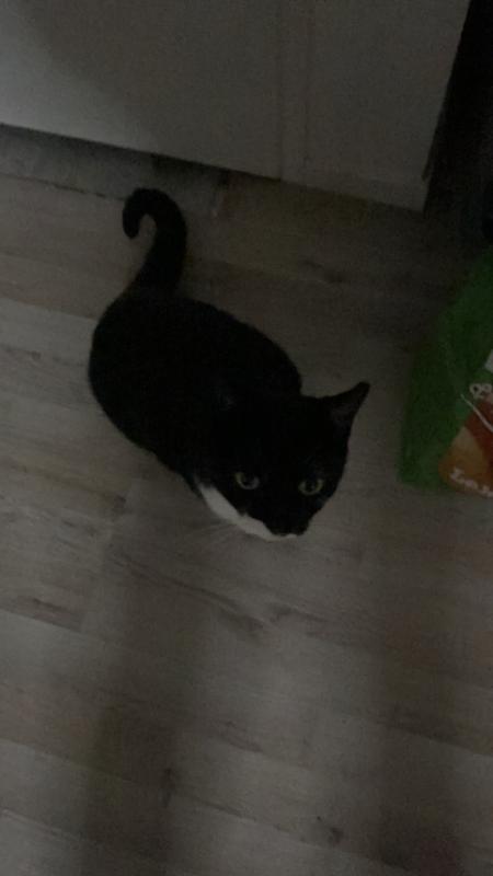 Kitty