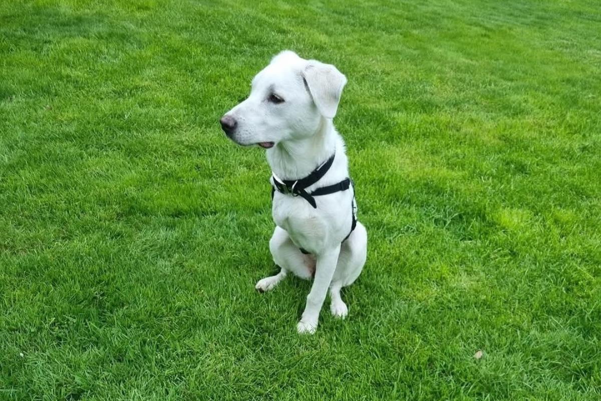 Yuki