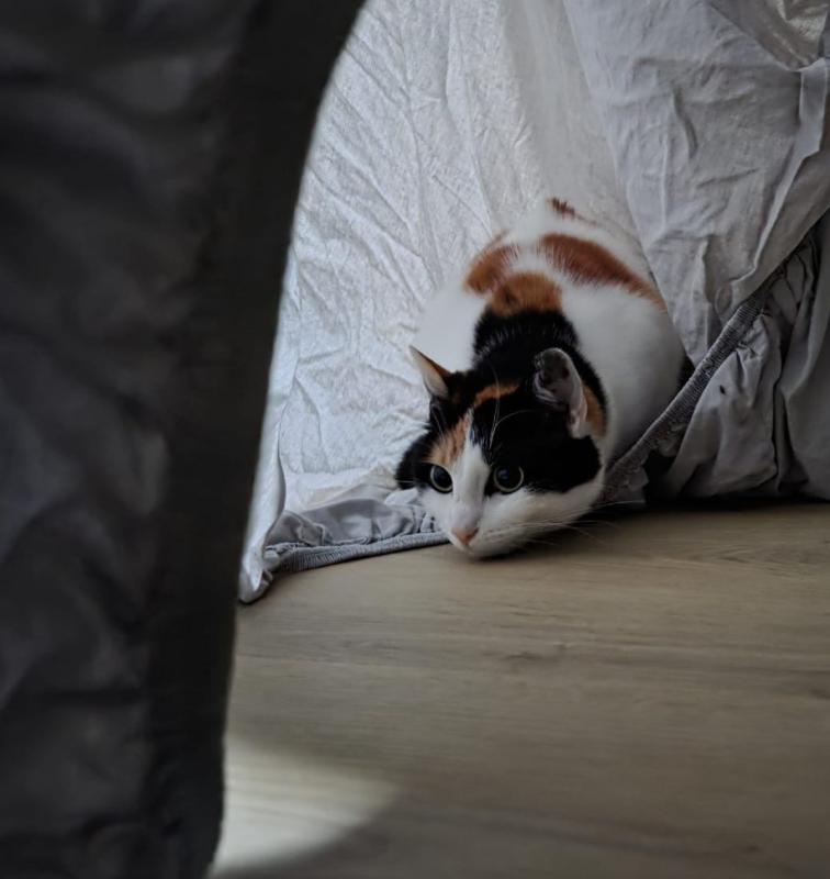 Abricot (Koos)