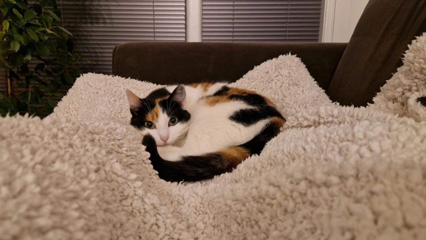 Abricot (Koos)