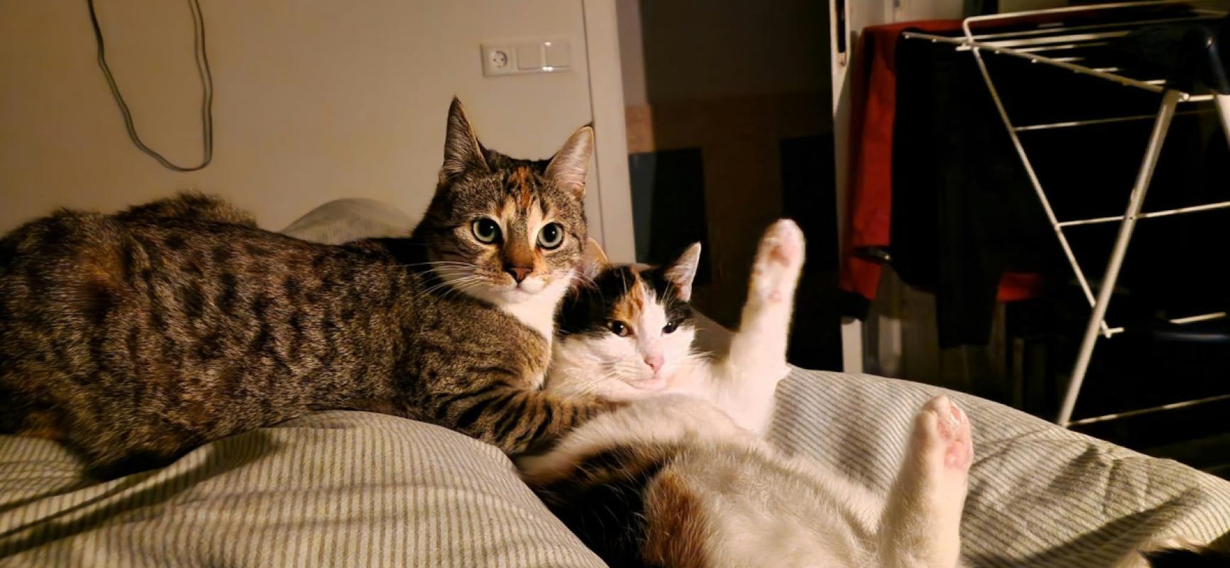 Abricot (Koos)