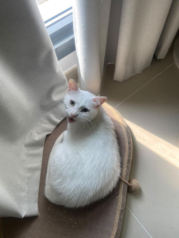 Leila