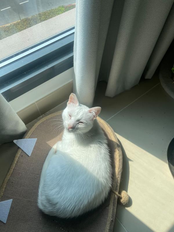 Leila