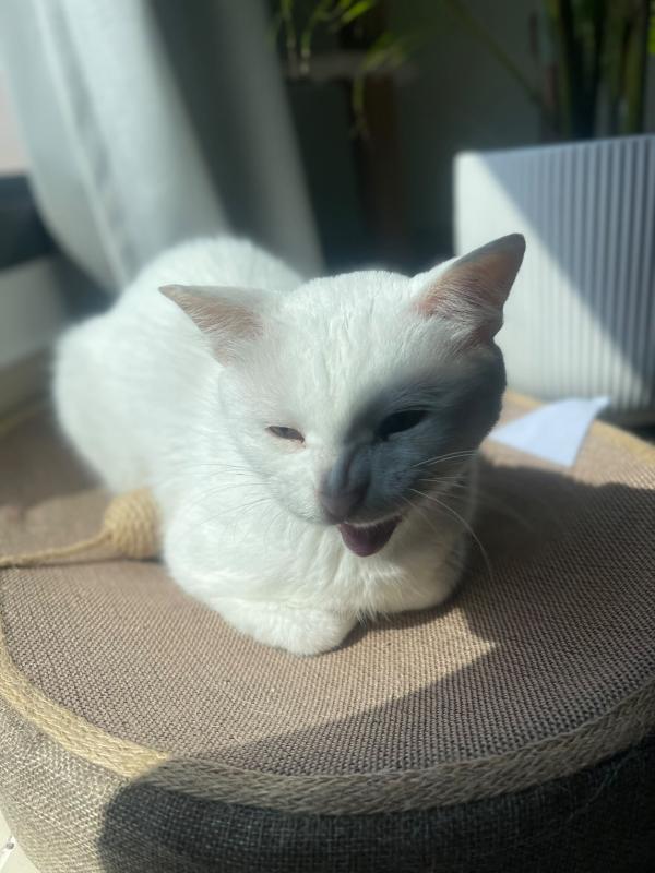 Leila