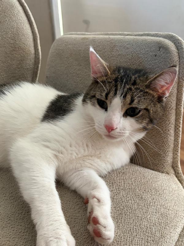 Pip