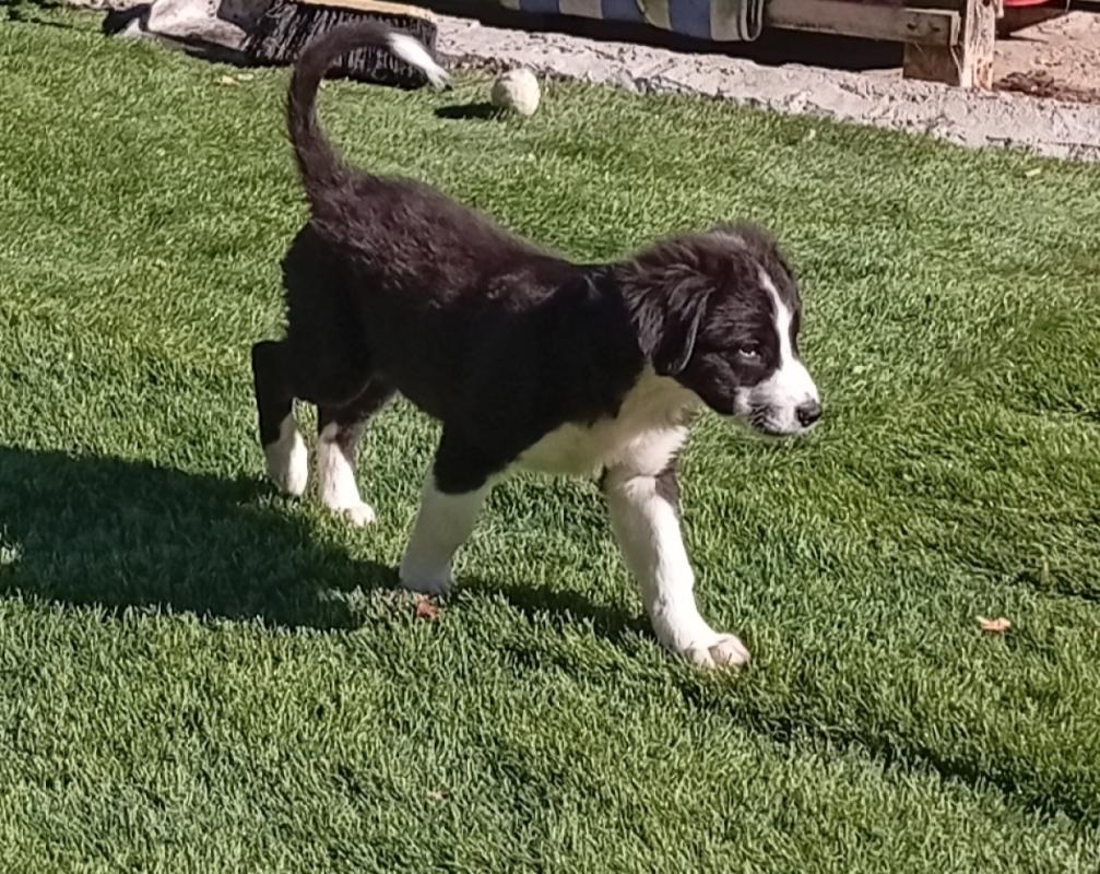 Sofia