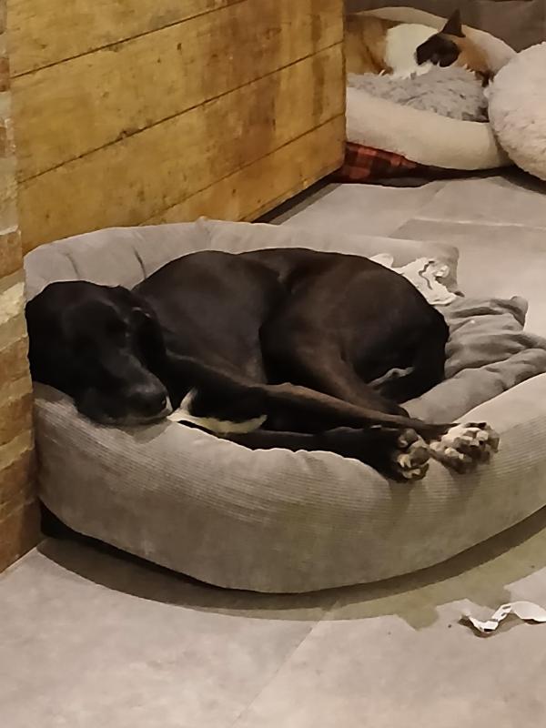 Jovi
