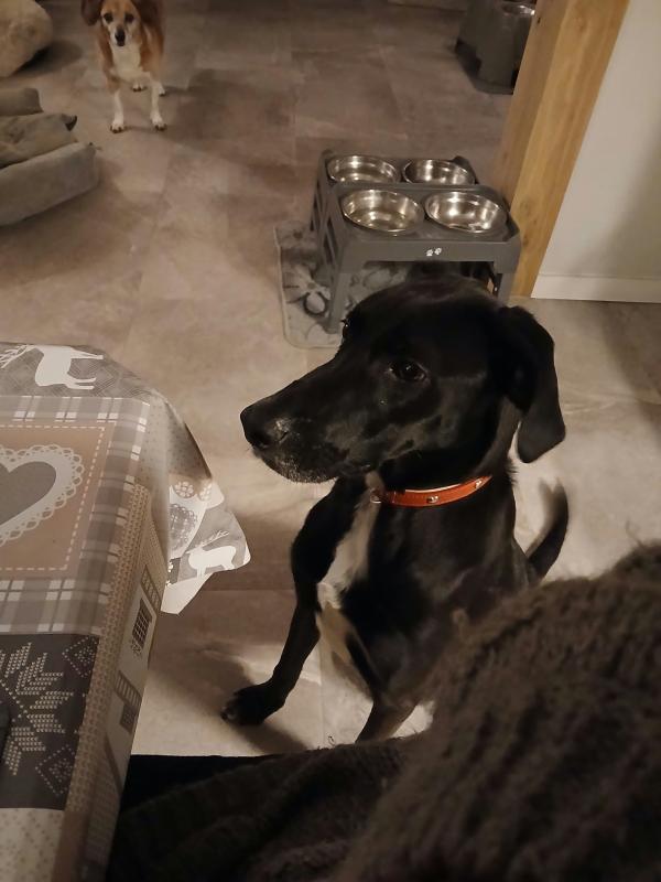Jovi