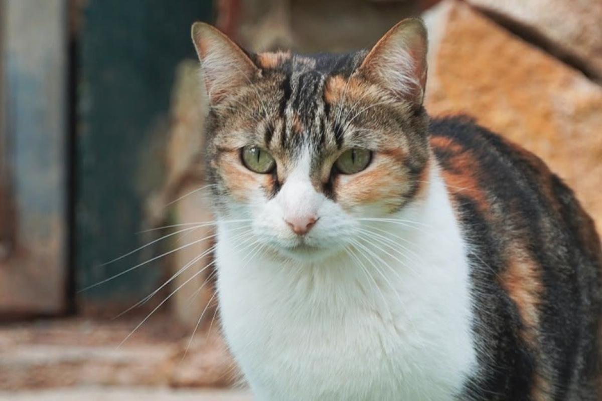 Mapi