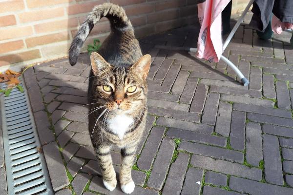 Terence