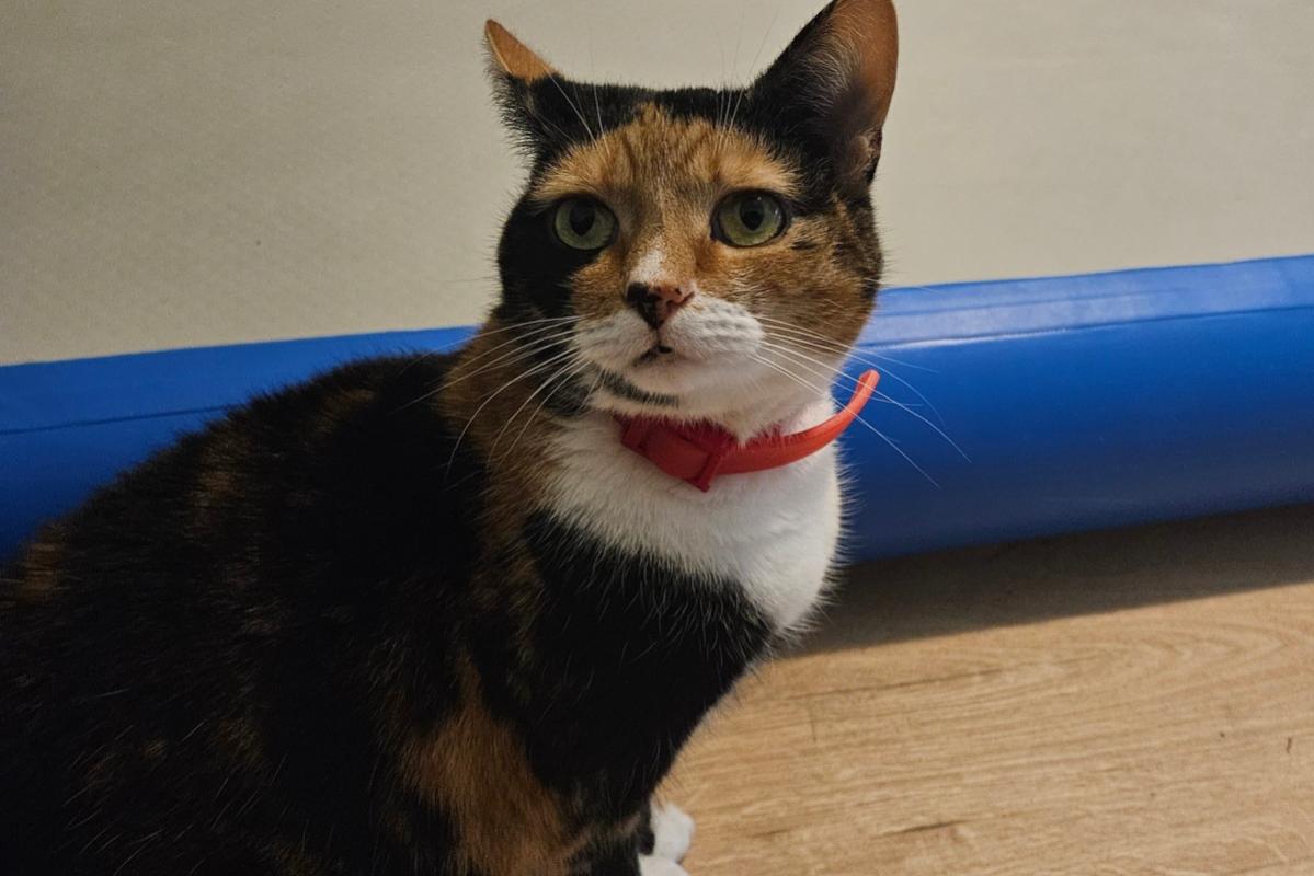 Lulu