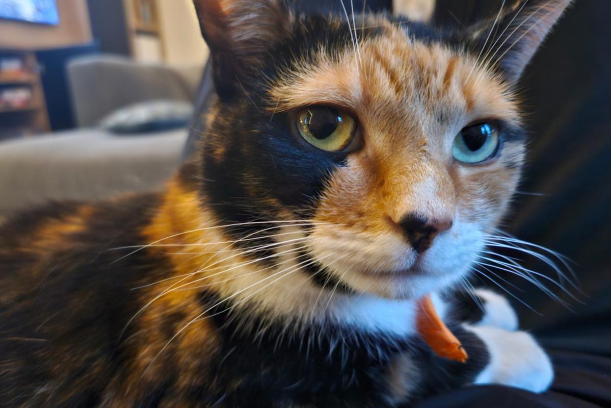 Lulu