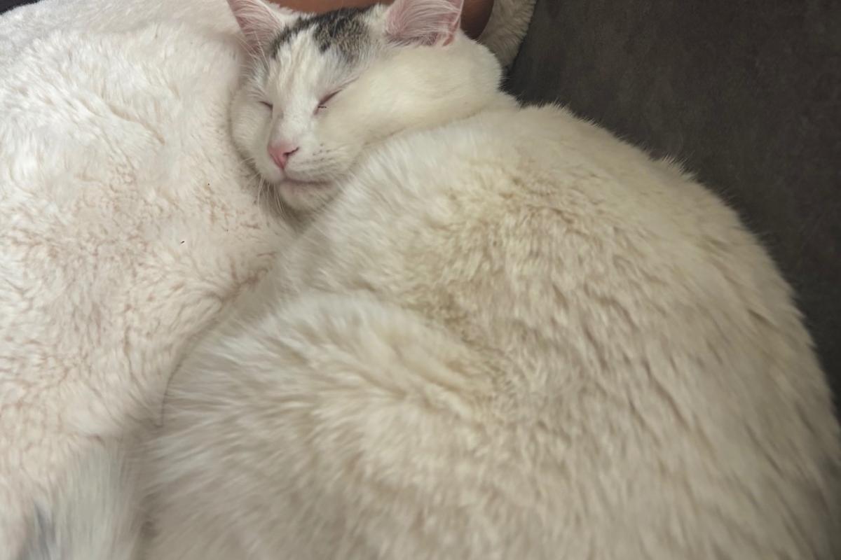 Milo