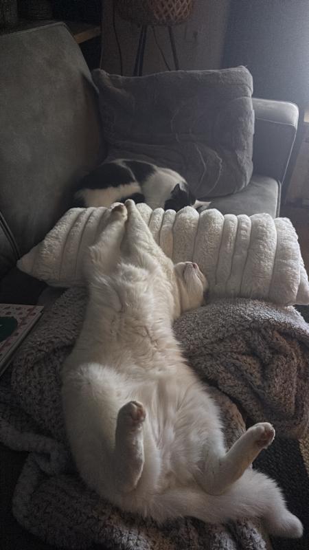 Milo