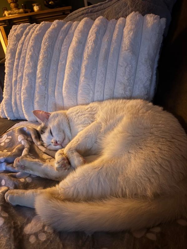 Milo